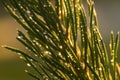 close up of water drop on needles of coniferous tree after rain Royalty Free Stock Photo