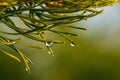 close up of water drop on needles coniferous tree after rain Royalty Free Stock Photo