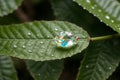 Close-up of a water droplet on a leaf tip