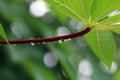 A close up of water droplet in the morning on cassava red maroon leave leaf stem with green background Royalty Free Stock Photo