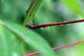 A close up of water droplet in the morning on cassava red maroon leave leaf stem with green background Royalty Free Stock Photo