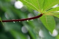 A close up of water droplet in the morning on cassava red maroon leave leaf stem with green background Royalty Free Stock Photo