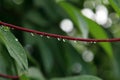 A close up of water droplet in the morning on cassava red maroon leave leaf stem with green background Royalty Free Stock Photo