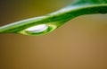 Close up Water droplet under green leaves Royalty Free Stock Photo