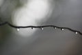 Close up of a water droplet on wire Royalty Free Stock Photo