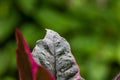 Close-up Water droplets on Beautiful purple leaf Royalty Free Stock Photo