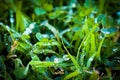 Close up water droplets on grass blades and dichondra Royalty Free Stock Photo