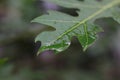 a close up of water droplets on cassava leaves