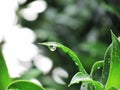 Close up Water droplets on the green foliage, selective focus.