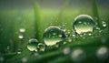 a close up of water droplets on a green grass blade Royalty Free Stock Photo