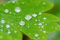 Close up water droplets on a green leaf with blurred background in a garden Royalty Free Stock Photo