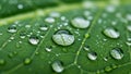 Leaf, and the droplets are captured with a sharp focus, highlighting Royalty Free Stock Photo