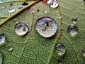 Close-up of water droplets on a green leaf, showcasing intricate vein patterns