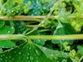 Close up water droplets on green leaves with a blurred background in a garden Royalty Free Stock Photo