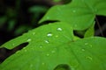 Close Up Of Water Droplets On A Large Leaf In The Morning