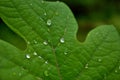 Close Up Of Water Droplets On A Large Leaf In The Morning