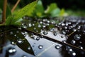 A close up of water droplets on a leaf Royalty Free Stock Photo
