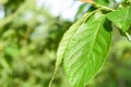 Close up of water droplets on new growing tree leaf in sunlight Royalty Free Stock Photo