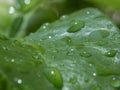 Close up water droplets / raindrops on the green leaf Royalty Free Stock Photo