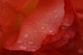 Close-up of water droplets on a red-orange rose petals Royalty Free Stock Photo