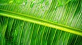 Close-up of water droplets on vibrant green palm leaf Royalty Free Stock Photo