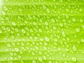 Close-up water drops on banana green leaf, Background concept Royalty Free Stock Photo