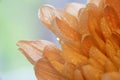 Close up of water drops on beautiful orange flower petals