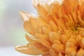 Close up of water drops on beautiful orange flower petals