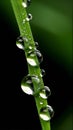Close-up of water drops on a blade of grass against a black background Royalty Free Stock Photo