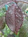 Close-up. Close-up of water drops on red and green leaves. Macro shot on spider net that with water drops. Royalty Free Stock Photo