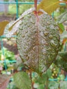 Close-up. Close-up of water drops on red and green leaves. Macro shot on spider net that with water drops. Royalty Free Stock Photo