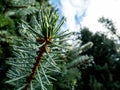 Close up of water drops dew-drops on evergreen pine needles early in the morning after rain Royalty Free Stock Photo