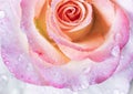 Close up of water drops of dew or rain on the delicate petals of a pink rose flower. Beautiful floral background Royalty Free Stock Photo