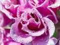 Close up of water drops of dew or rain on the delicate petals of a pink rose flower. Beautiful floral background Royalty Free Stock Photo