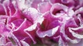 Close up of water drops of dew or rain on the delicate petals of a pink rose flower. Beautiful floral background Royalty Free Stock Photo