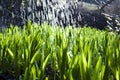 Close up, macro of dew drops on blades of fresh grass, morning rays of sun, water saving and green concept, save planet, blurred