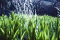 Close up, macro of dew drops on blades of fresh grass, morning rays of sun, water saving and green concept, save planet, blurred Royalty Free Stock Photo