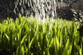 Close up, macro of dew drops on blades of fresh grass, morning rays of sun, water saving and green concept, save planet, blurred