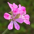 Close-up of water drops on a geranium flower Royalty Free Stock Photo