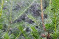 Rain drops in spider web at yew hedge Royalty Free Stock Photo