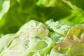 Close-up water drops on a green leaf, macro photography Royalty Free Stock Photo