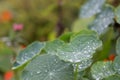 Close up of water drops on green round leaf with another blurred leaves, flowers in background