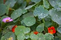 Close up of water drops on green round leaf with another blurred leaves, flowers in background