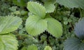 Close-up of water drops on green strawberry leaves. Water is life. Natural background. Morning dew on grass in summer Royalty Free Stock Photo