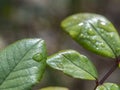 Close up of water drops on leaf. Rain Drops On A green Leaf Royalty Free Stock Photo