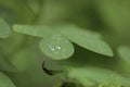 Close up of Water drops on leaves. Raindrop on leaf Royalty Free Stock Photo