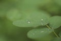 Close up of Water drops on leaves. Raindrop on leaf Royalty Free Stock Photo