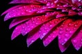 Close up water drops on pink gerbera daisy flower Royalty Free Stock Photo