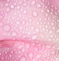 Close-up of water drops on a tulip petal Royalty Free Stock Photo