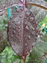 Close-up. Close-up of water drops on red and green leaves. Macro shot on spider net that with water drops. Royalty Free Stock Photo